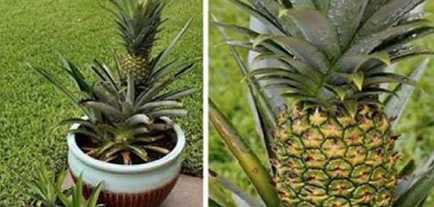 Aprenda a cultivar abacaxi em casa