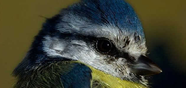 Pássaro zumbi come cérebros de outras aves