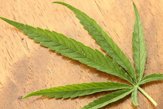 10 coisas que você precisa saber sobre a maconha