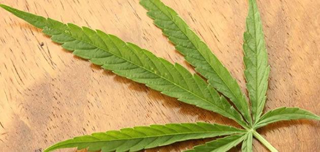 10 coisas que você precisa saber sobre a maconha
