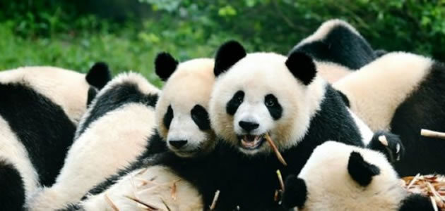 Pandas Gigantes estão fora do risco de extinção