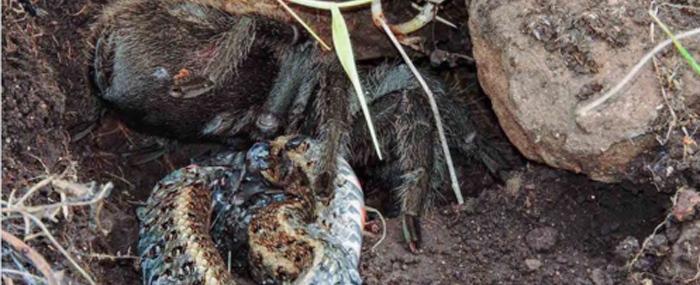Aranha devora cobra de 40 cm e surpreende cientistas no RS