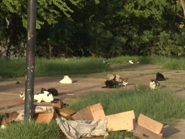 'Praça dos Gatos' (Crédito: Reprodução)