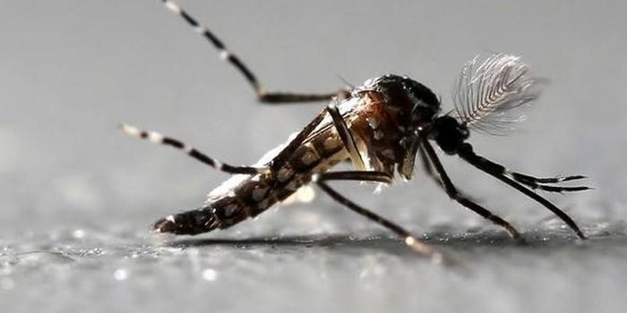 “Estamos em uma bomba-relógio”,diz especialista sobre febre amarela