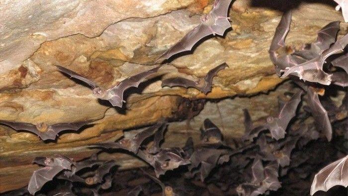 Estudo revela mudança no hábito alimentar de morcego-vampiro-de-pernas-peludas, até então conhecido por consumir exclusivamente sangue de aves (Crédito: Enrico Bernard)