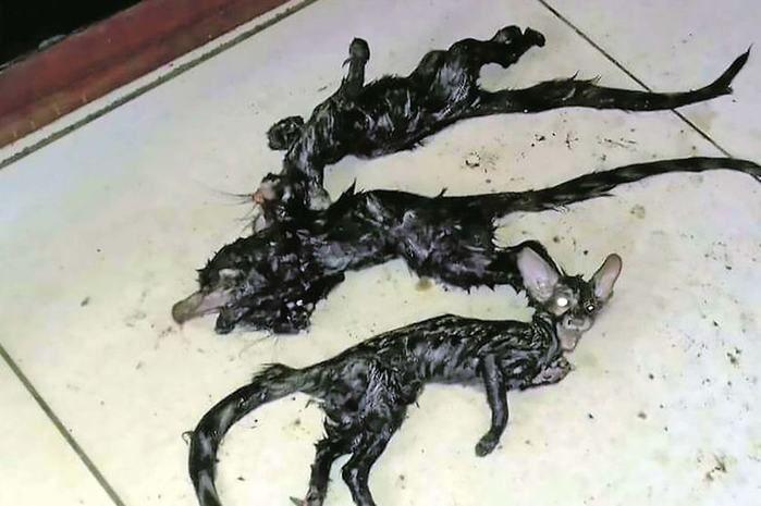 Criatura com cabeça de gato e corpo de rato assusta família