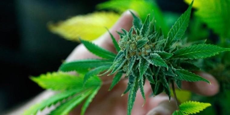 Anvisa aprova remédio à base de cannabis pela 1ª vez no Brasil