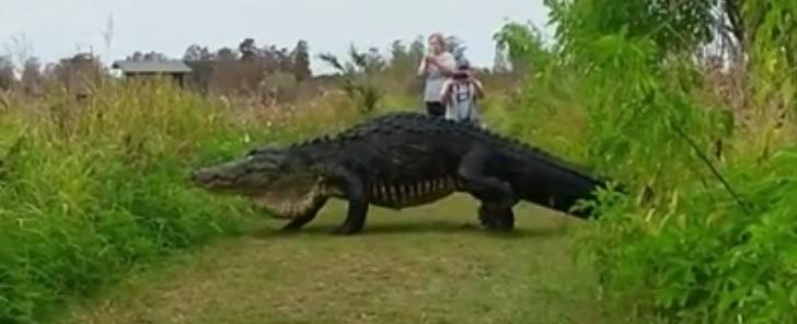 Jacaré com o comprimento de um carro é visto em reserva turística