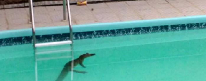 Jacaré é flagrado dentro de piscina