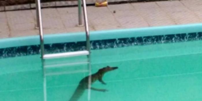 Jacaré de 1,2 metros é capturado em piscina de residência; vídeo