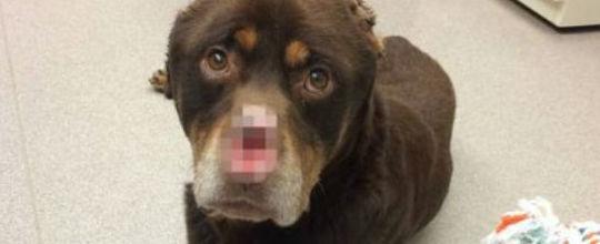 Cão é resgatado após ter focinho e orelhas cortados