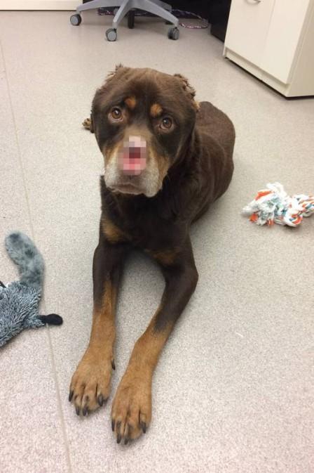 Cão é resgatado após ter focinho e orelhas cortados