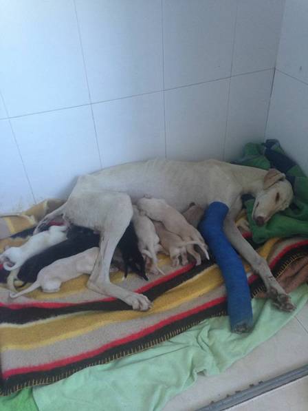 Cadela 'pede' ajuda e leva cuidadoras para salvar seus filhotes