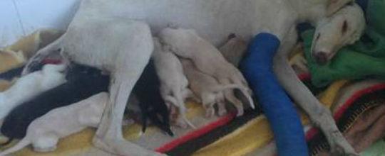 Cadela 'pede' ajuda e leva cuidadoras para salvar seus filhotes