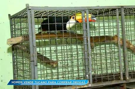 Homem vende tucano por R$ 10 para comprar drogas