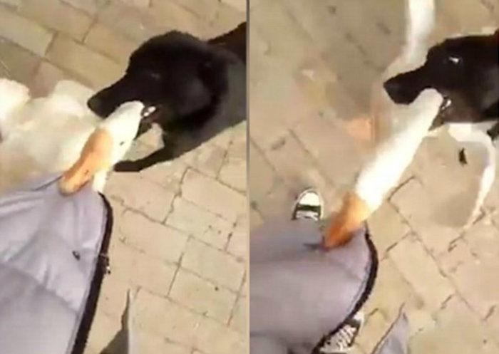 Cachorro salva dono que estava sendo atacado por ganso feroz