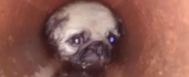 Filhote de pug é resgatado após ficar 6h preso em tubulação