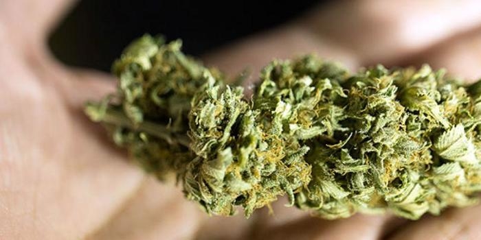 Senado constrange pessoas que responderam enquete sobre maconha
