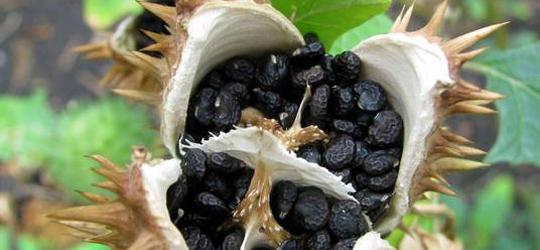 Datura: Conheça uma das drogas mais perigosas do mundo