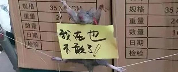 Rato tem patas amarradas após "roubar" comida na China