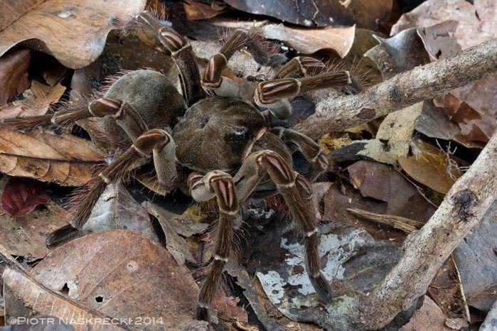 Aranha-Golias (Crédito: Reprodução)