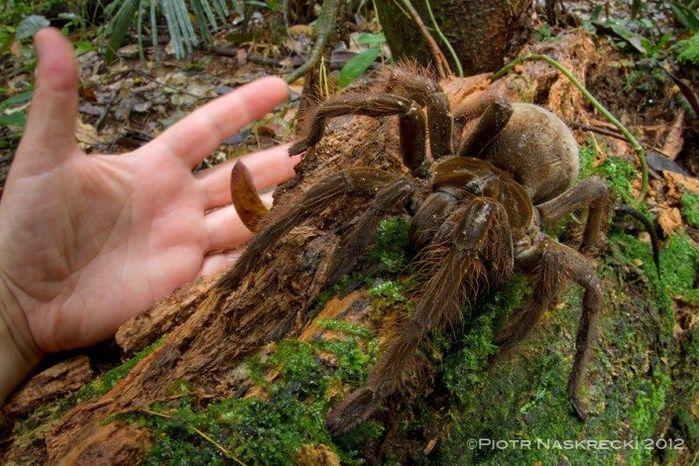 Aranha-Golias (Crédito: Reprodução)