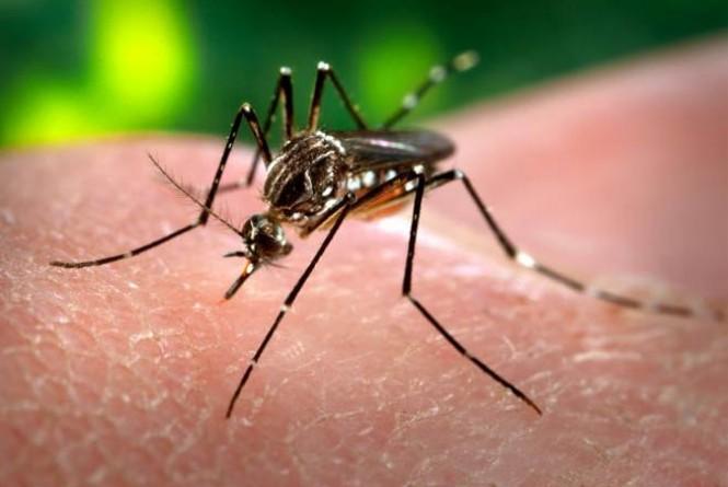 aedes aegypti (Crédito: Reprodução)