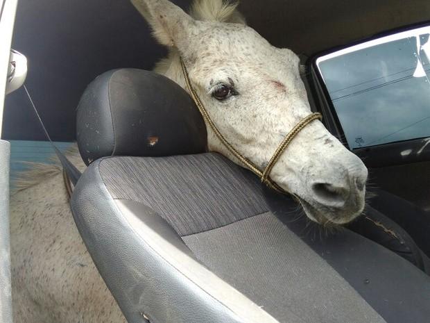 Animal foi encontrado dentro de carro