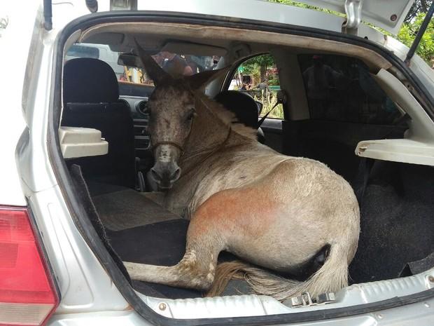 Animal foi encontrado dentro de carro