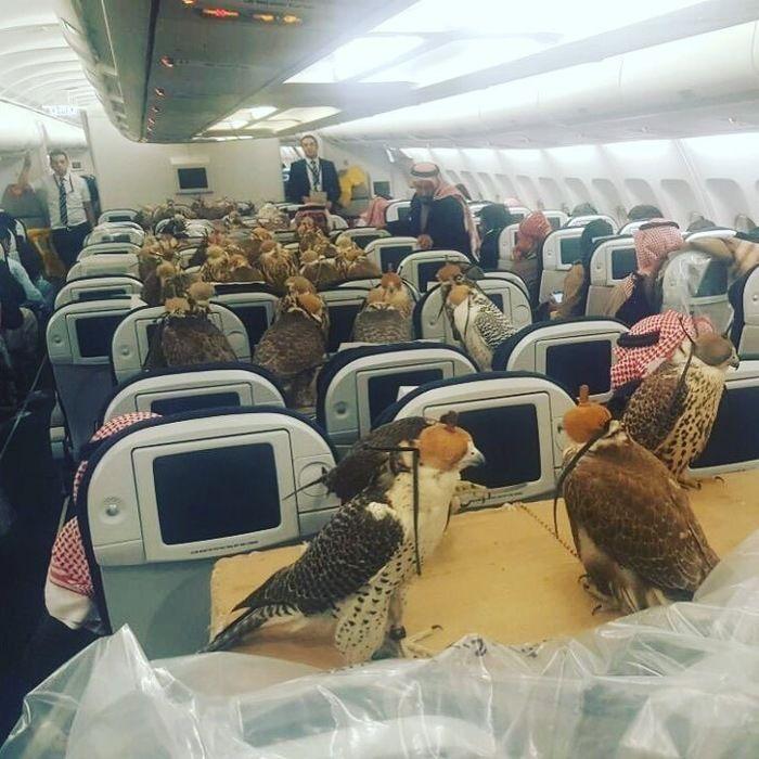 Falcões na aeronave (Crédito: Reprodução)