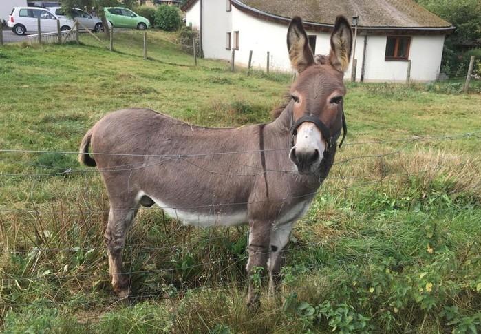 Burro morde carro esportivo, e dono tem que pagar indenização