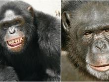 Após fugirem de santuário, chimpanzés arrombam porta de Sítio