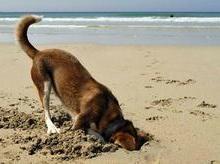 Você sabe por que cachorros gostam de cavar buracos?