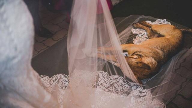Vira-lata invade cerimônia de casamento e é adotado por noivos
