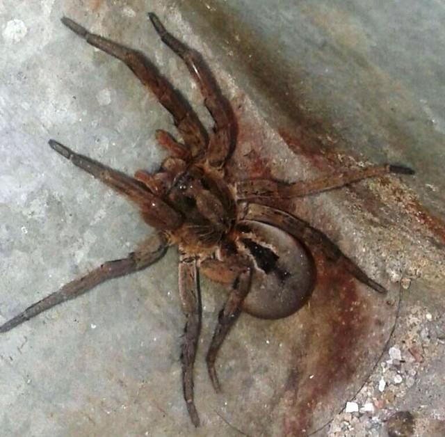 Aranha 'gigante' (Crédito: Roberto Campi)
