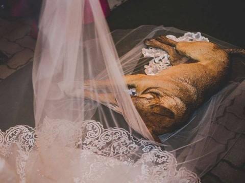 Vira-lata invade cerimônia de casamento e é adotado por noivos