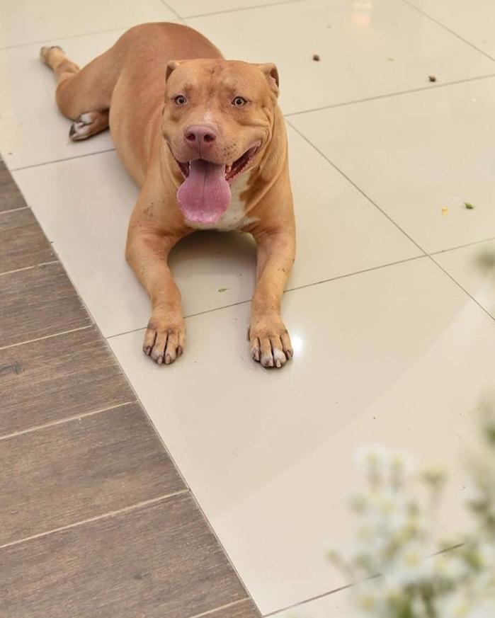 Pitbull roubou a cena em casamento (Crédito: Kátia Barbosa)