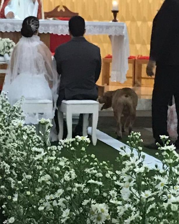 Pitbull rouba a cena em casamento (Crédito: Arquivo Pessoal)