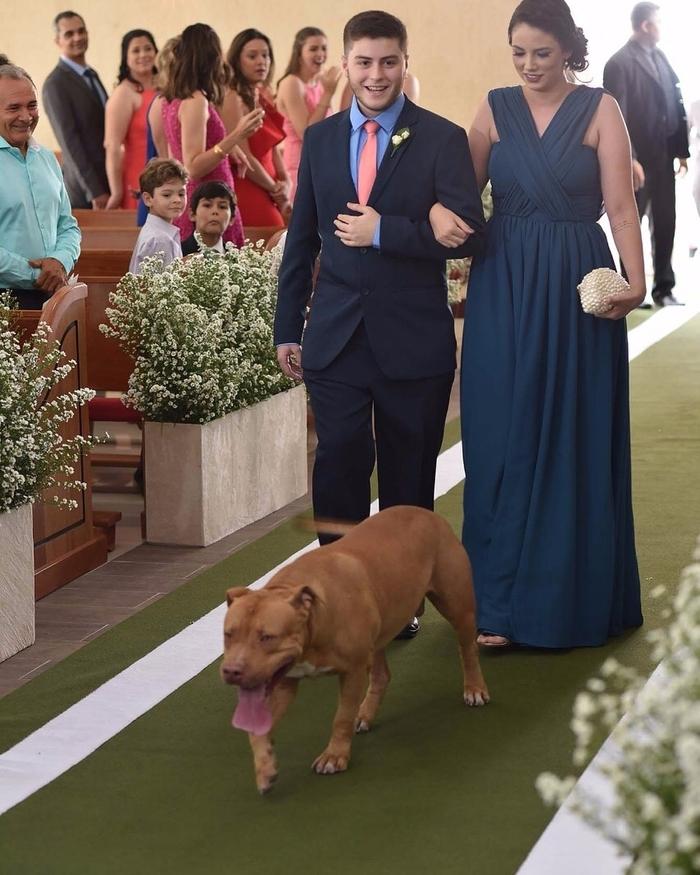Pitbull roubou a cena em casamento (Crédito: Arquivo Pessoal)
