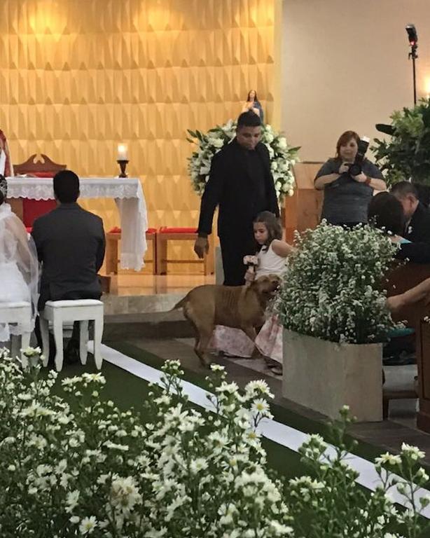 Pitbull rouba a cena em casamento (Crédito: Arquivo Pessoal)