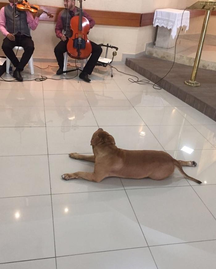 Pitbull roubou a cena em casamento (Crédito: Kátia Barbosa)
