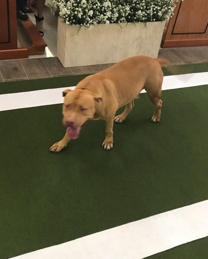 Pitbull roubou a cena em casamento (Crédito: Arquivo Pessoal)