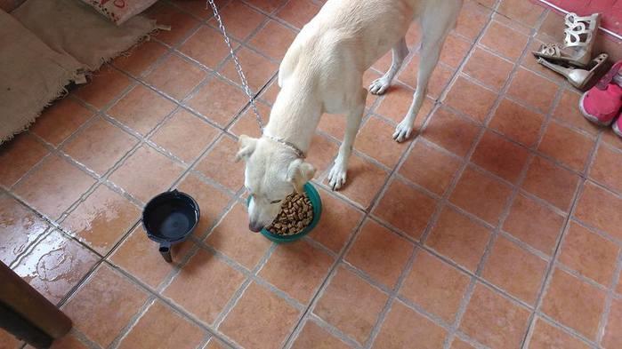 Cão que era de rua, agora tem um novo lar (Crédito: Reprodução/Facebook)