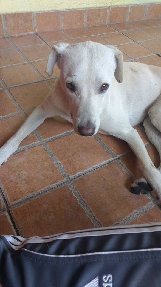 Cão que era de rua, agora tem um novo lar (Crédito: Reprodução/Facebook)