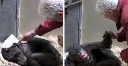 Chimpanzé reconhece tratadora (Crédito: Reprodução)