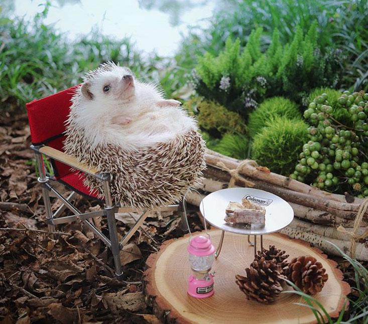 Porco espinho faz sucesso com fotos fofas nas redes sociais