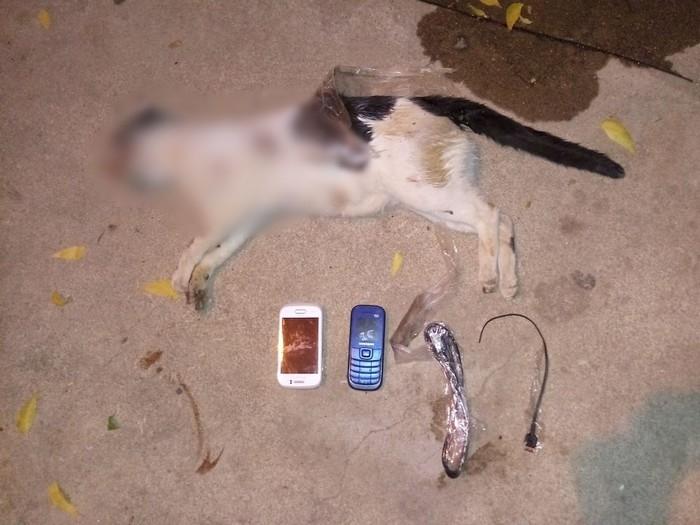 Gato foi flagrado com celulares colados ao corpo em presdio de Cajazeiras, no Serto da Paraba (Crdito: Reproduo)