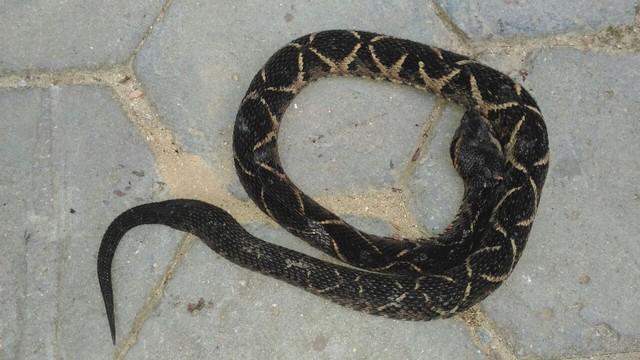 Mulher é picada por cobra em mercado e vai parar no hospital