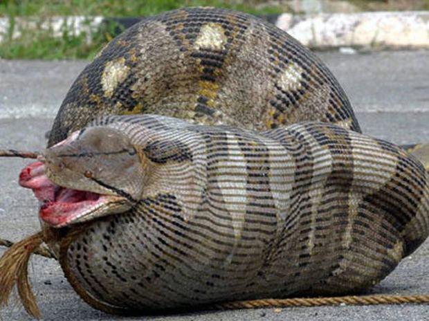 Cobras que se deram mal por terem a boca maior do que o estômago