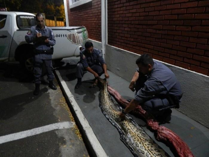 Cobra de 7 metros estava pronta para o consumo em Icém (Crédito: Reprodução)